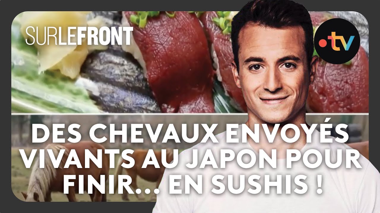 Des chevaux envoyés vivants au Japon pour finir... en sushis ! - Sur le front 24 avril 2023