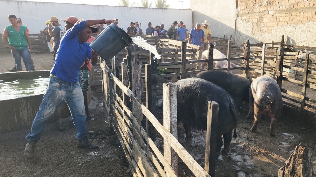 SUÍNOS DE 130 REAIS EM CACHOEIRINHA-PE, ALÉM DE CAPRINOS E OVINOS 09-01-2025 #nordeste