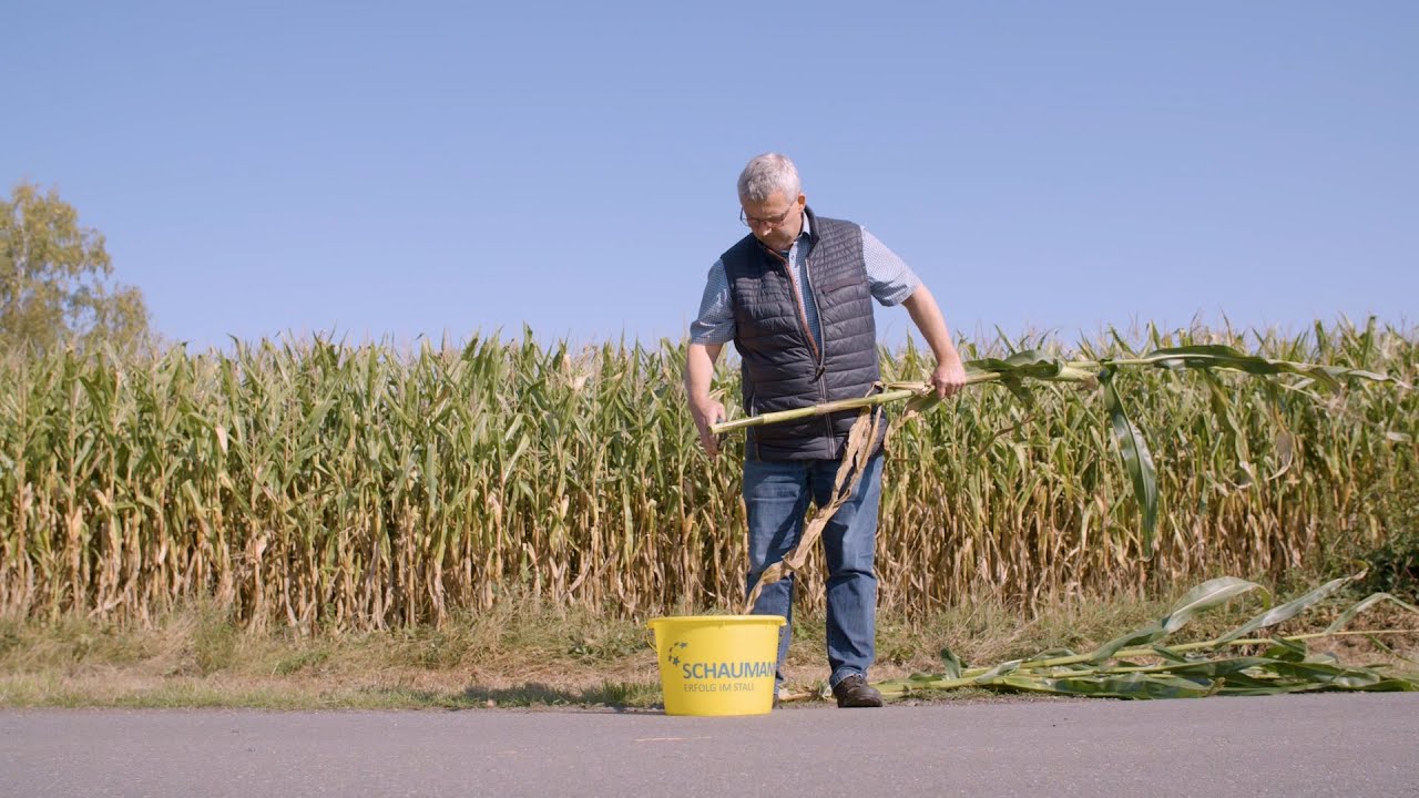Gut Hülsenberg - Bestandsprüfung Mais