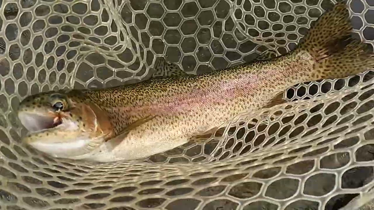 Colorado Flyfishing 2025