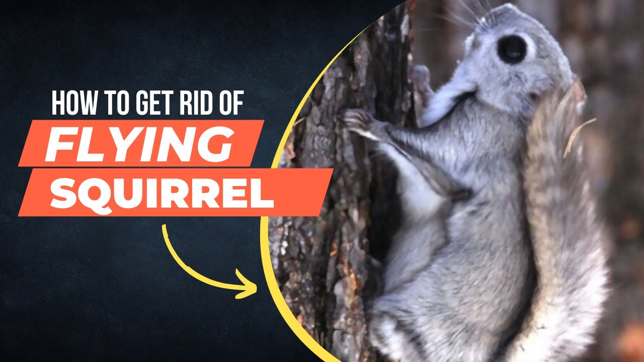 How to Get Rid of Flying Squirrels