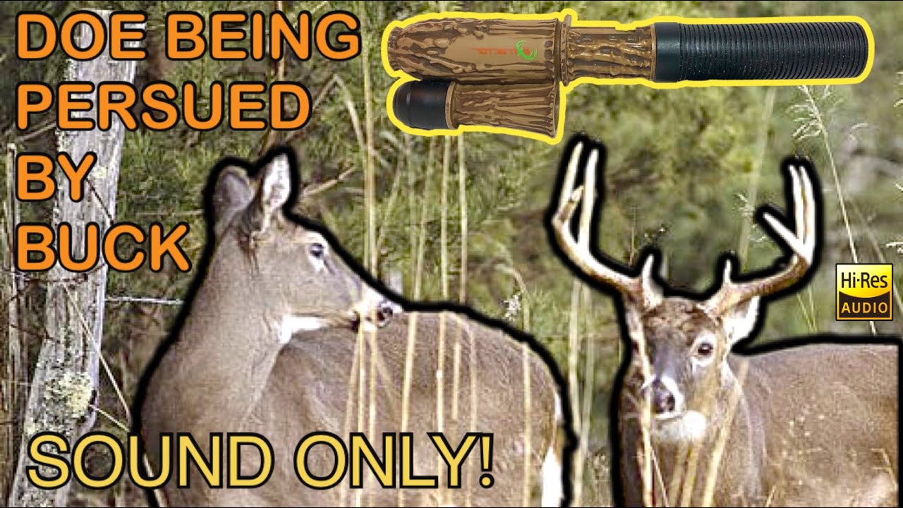 Sound Only: Young Buck Tending Early Rut (Play While Hunting) Deer Call