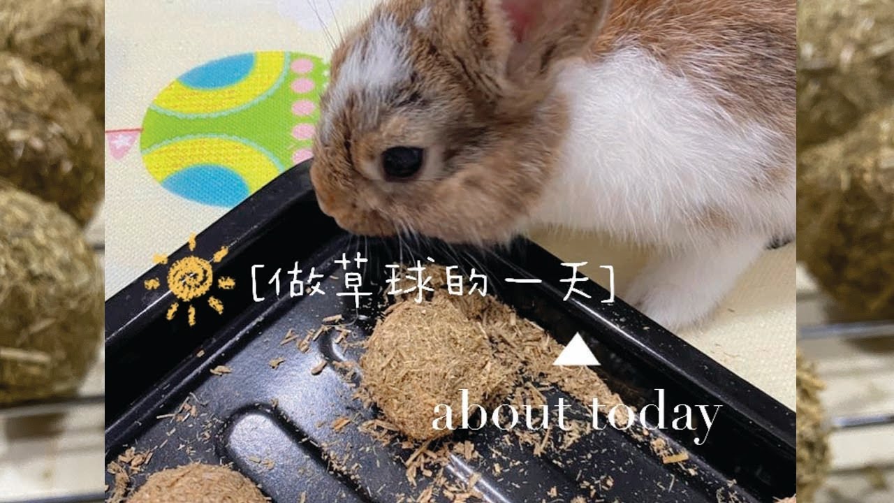 自己弄草球给兔兔原来那么简单！