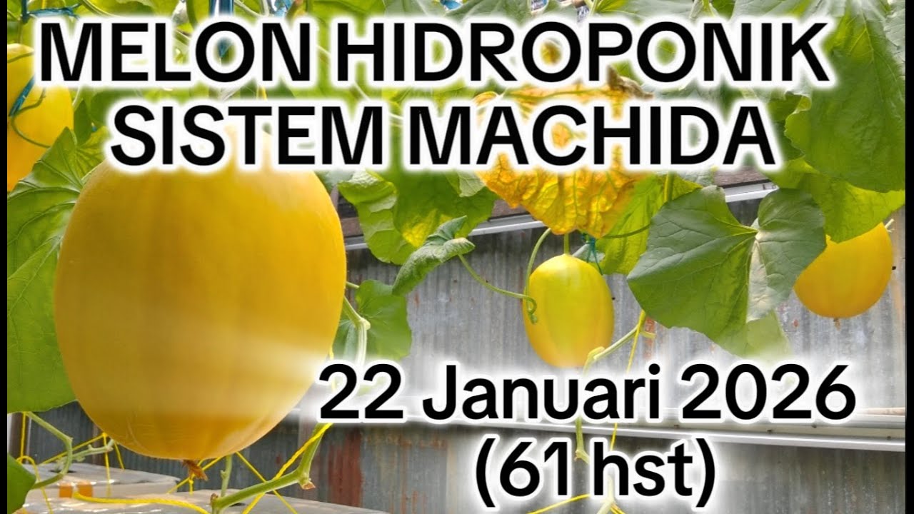 Melon Hidroponik Sistem Machida (6) @Sugian Nur