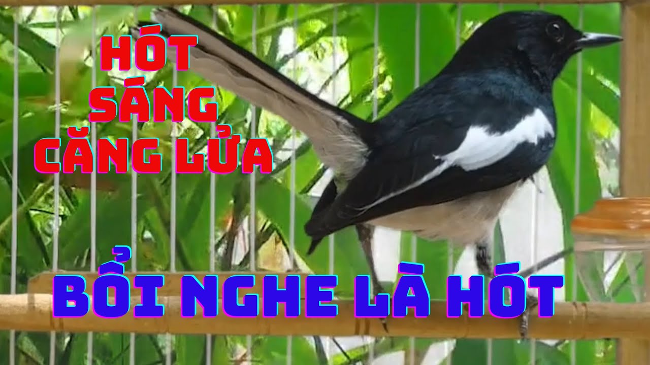 Chòe Than hót giọng rừng kích bổi sổ bọng. Luyện giọng chòe than non. choe than