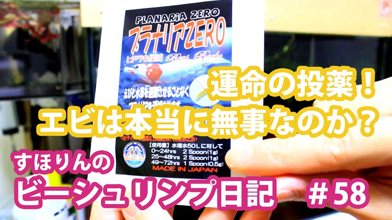 【プラナリア ゼロ】プラナリアを駆除！効果と考察と提案。アクアリウム ビーシュリンプ水槽