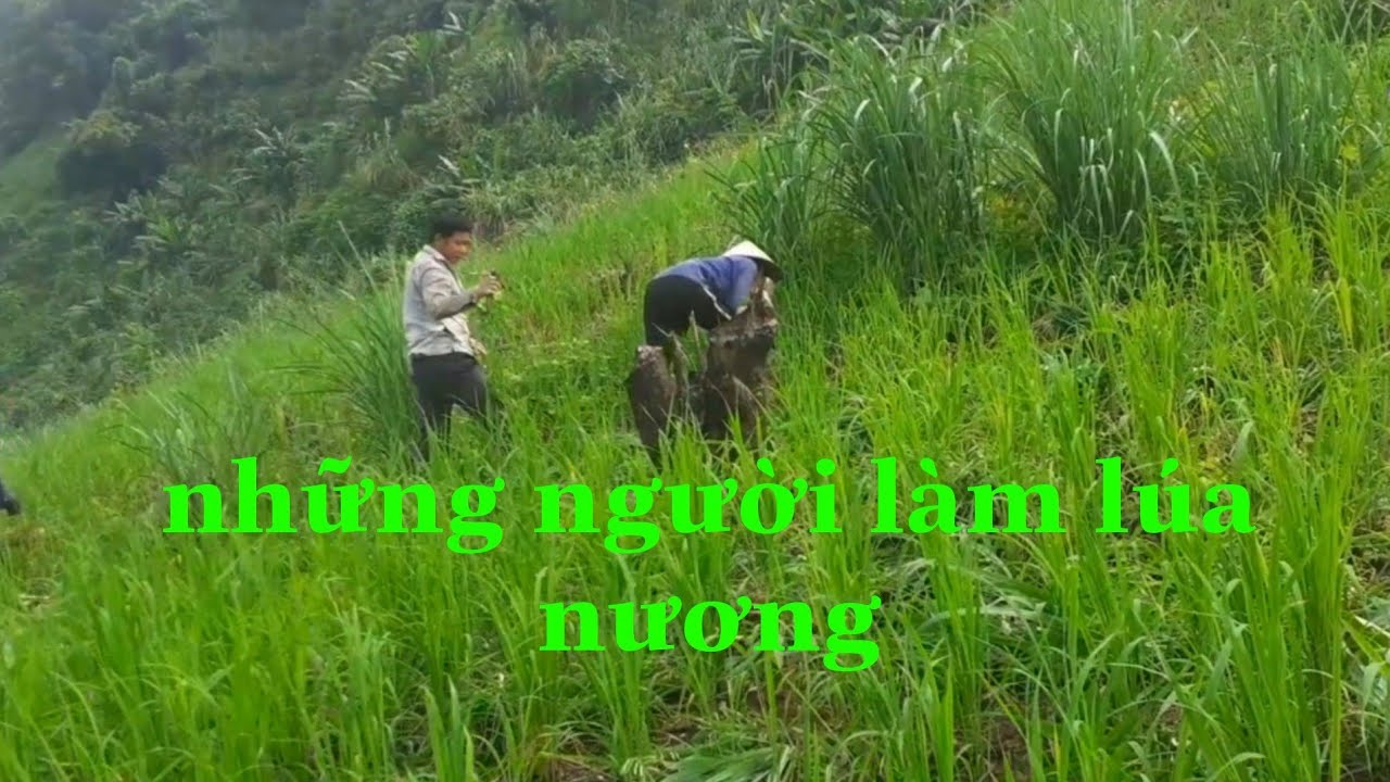 Những người trồng lúa nương |LÂM BÌNH TV