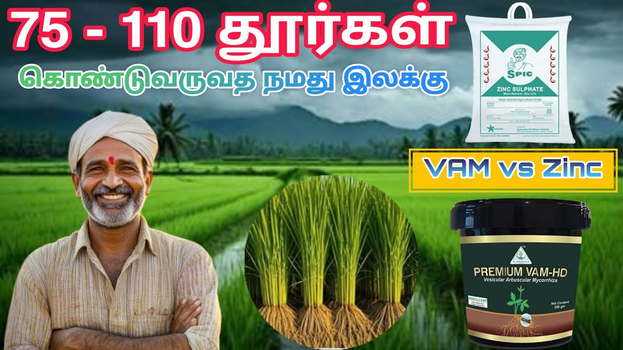 🌾🌾நெல் பயிர் 75 முதல் 110 தூர்கள் வரவைப்பது எப்படி | VAM Bio Fertilizer Zinc Sulphate #tamil #paddy🌾