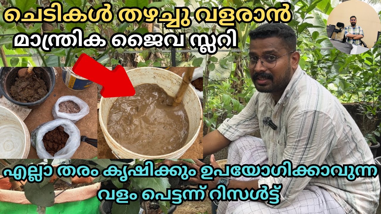 ഈ സ്ലറി കൊടുത്താലുള്ള റിസൾട് കണ്ടോ | ചെടികൾ തഴച്ചു വളരാൻ ഈ വളം മതി | How To Make Jaiva Slurry