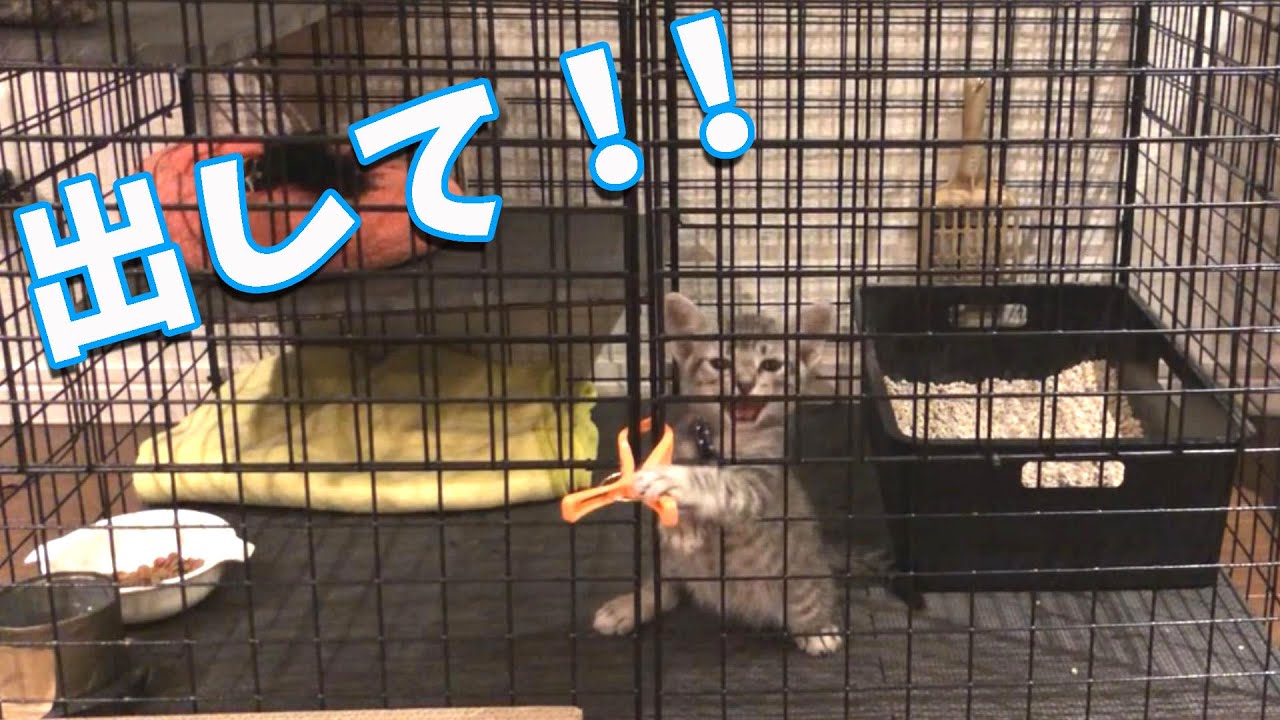 【子猫】ケージでの飼育を辞めた理由とは