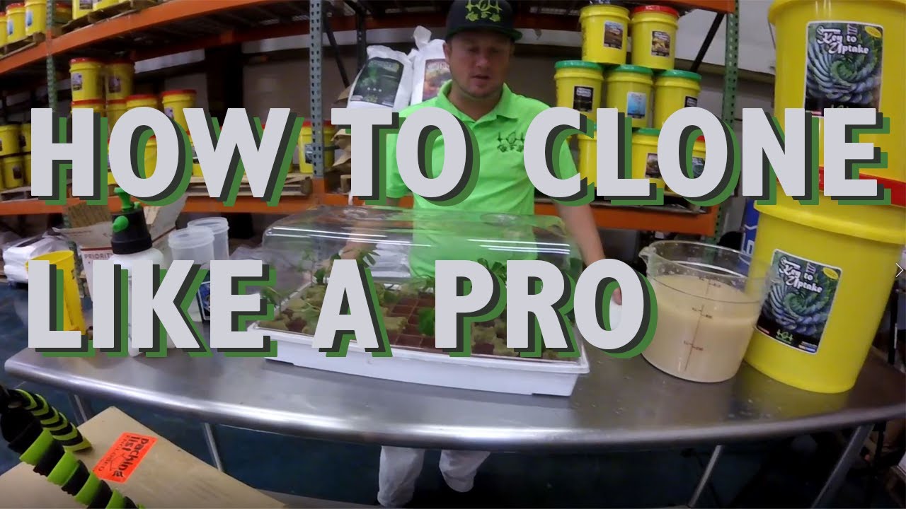 How to properly clone cannabis