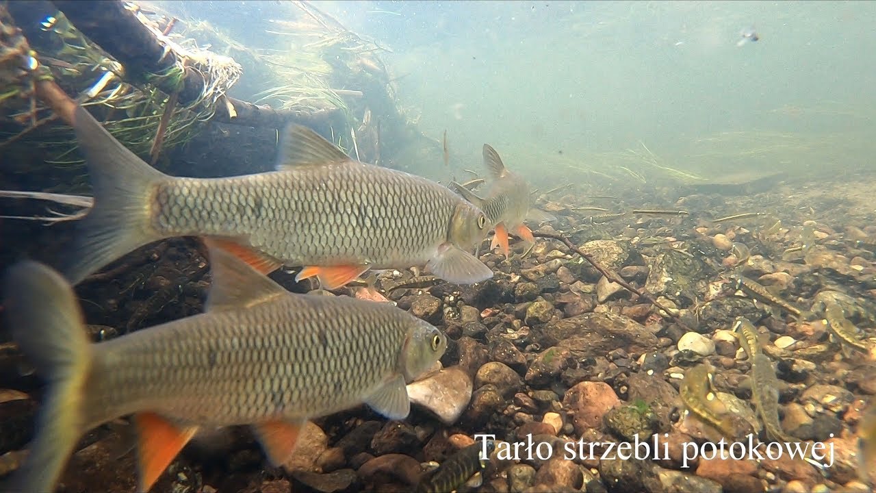 Tarło strzebli potokowych i klenie. Eurasian minnow spawning and chub
