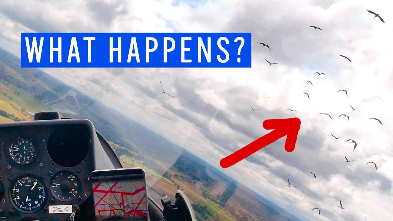 30 Storks VS. Glider