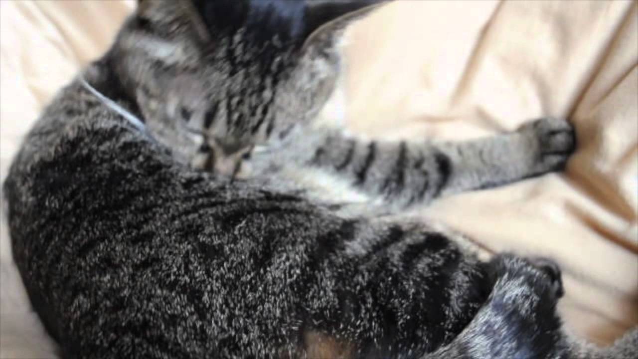 猫の毛づくろい cat self - grooming (ASMR) 【ペロペロ音付き】