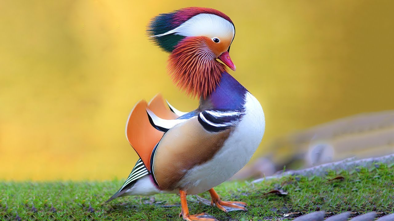 10 Razas de Patos Más Hermosos del Mundo