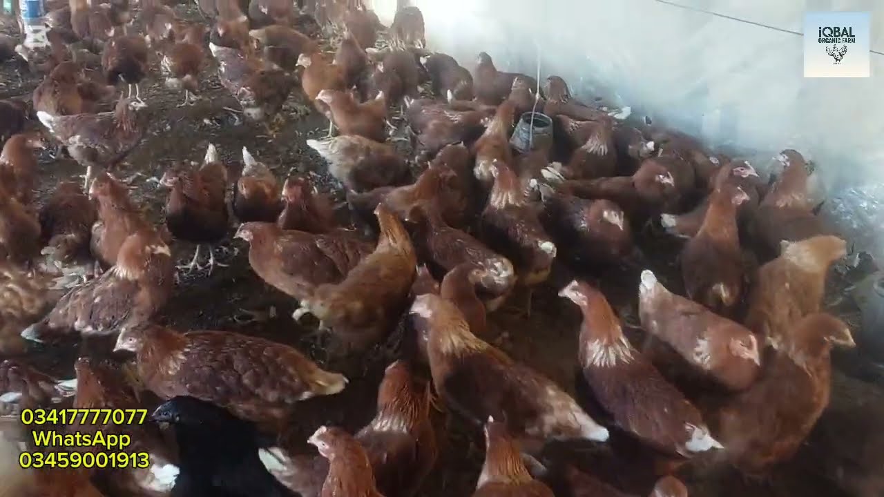 Lohman Brown Chickens for Sale/ Best Organic Egg Laying Breed/ Pure Lohman