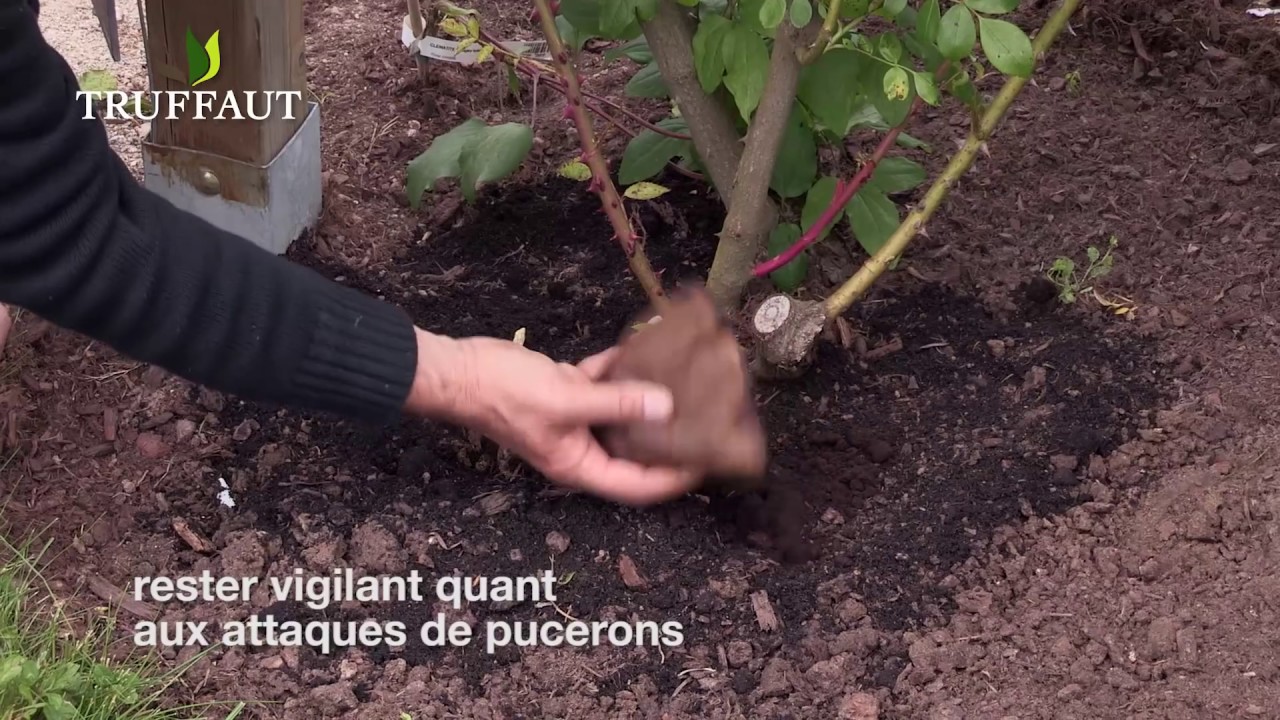 Entretenir les rosiers pendant leur floraison  - Truffaut