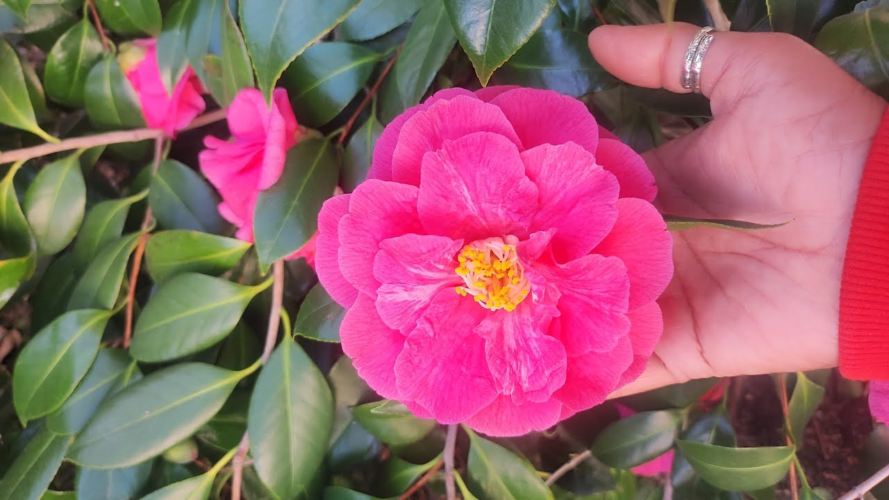 💕Camellia Flowers in Full Bloom | Real Garden Beauty & Peaceful Nature