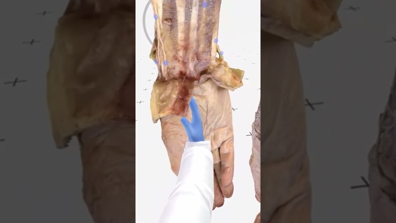 The Anatomy of the Human Hand