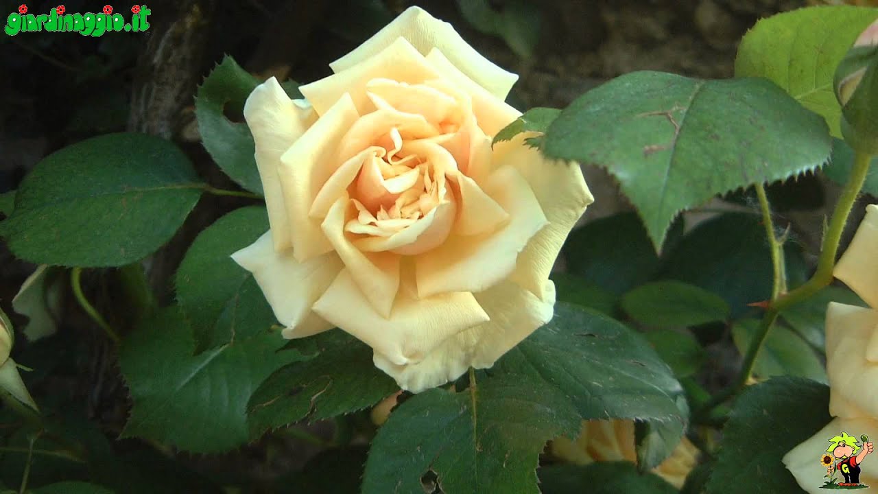 Introduzione rose antiche