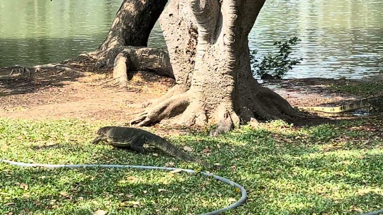 Water Monitor Lizard at Lumpini Park in Bangkok