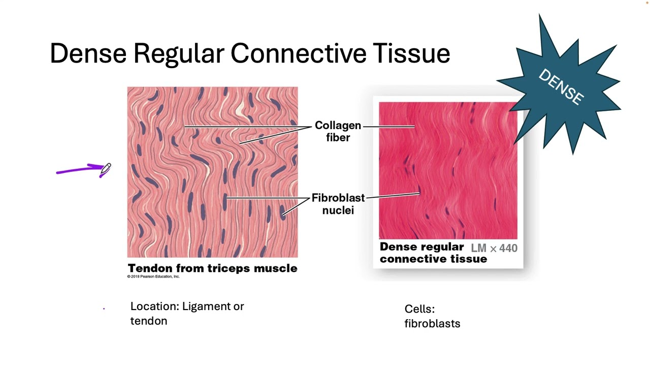 253 Tissues II Connective