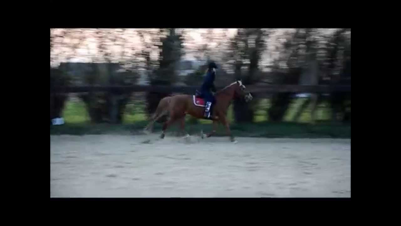 Apprendre le galop à un trotteur