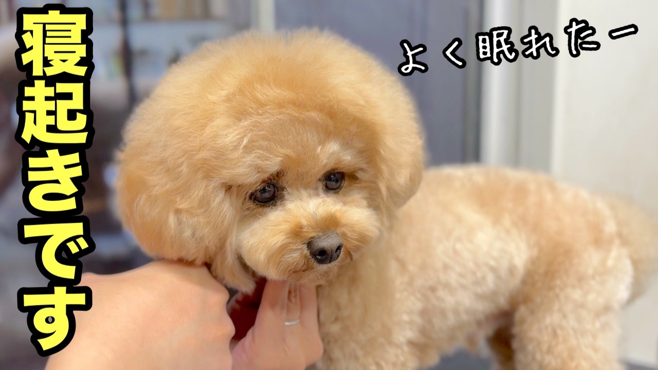 かわいいトイプードルはカット中によく眠る？（Rioくん）