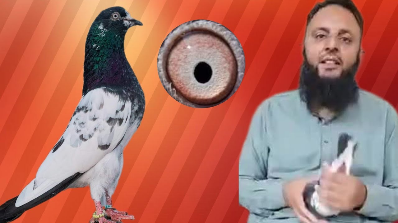Ustad Imran Bakarmandi Wale ki chat se shoq