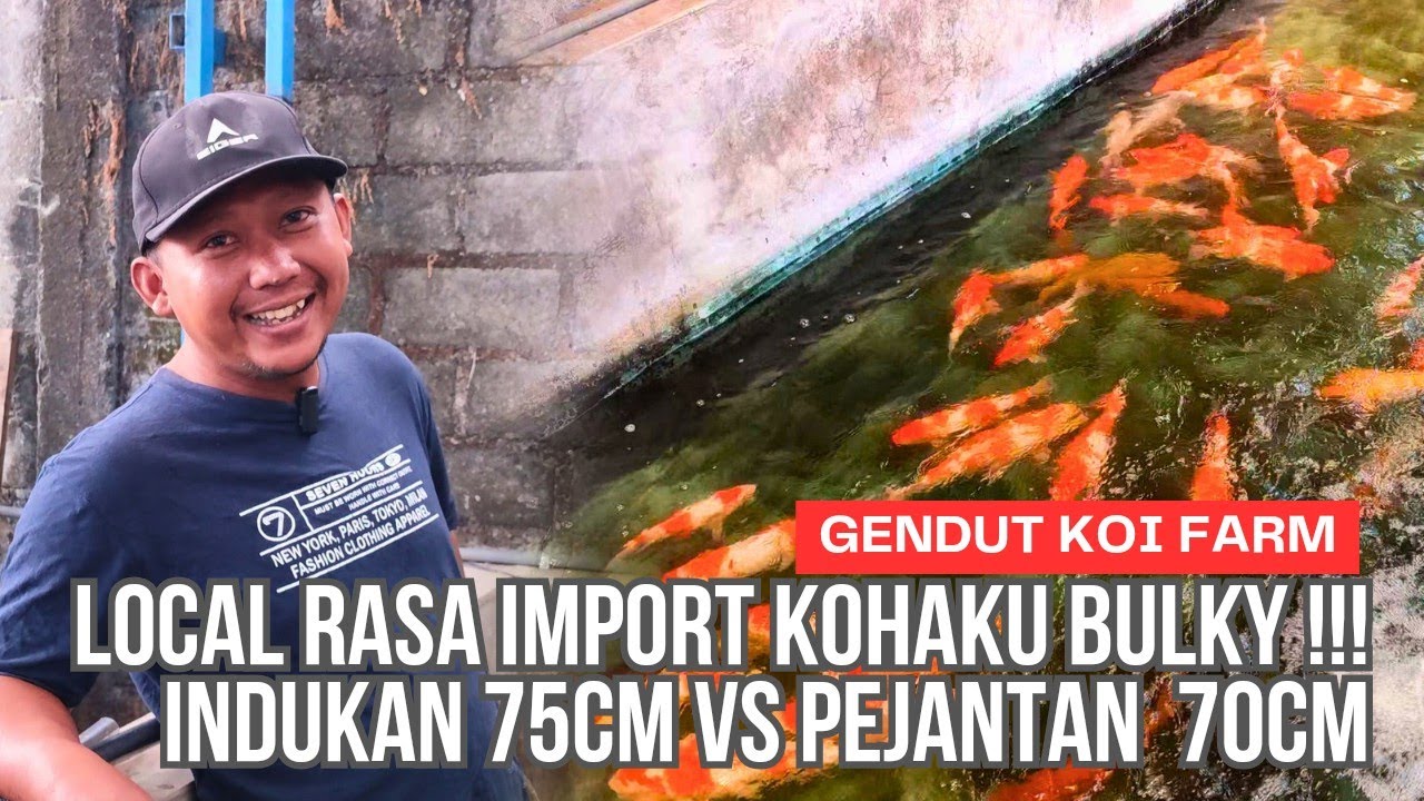 LOCAL RASA IMPORT ⁉️KOHAKU JUMBO KUALITAS SUPER - SUPER ‼️| Gendut Koi Farm