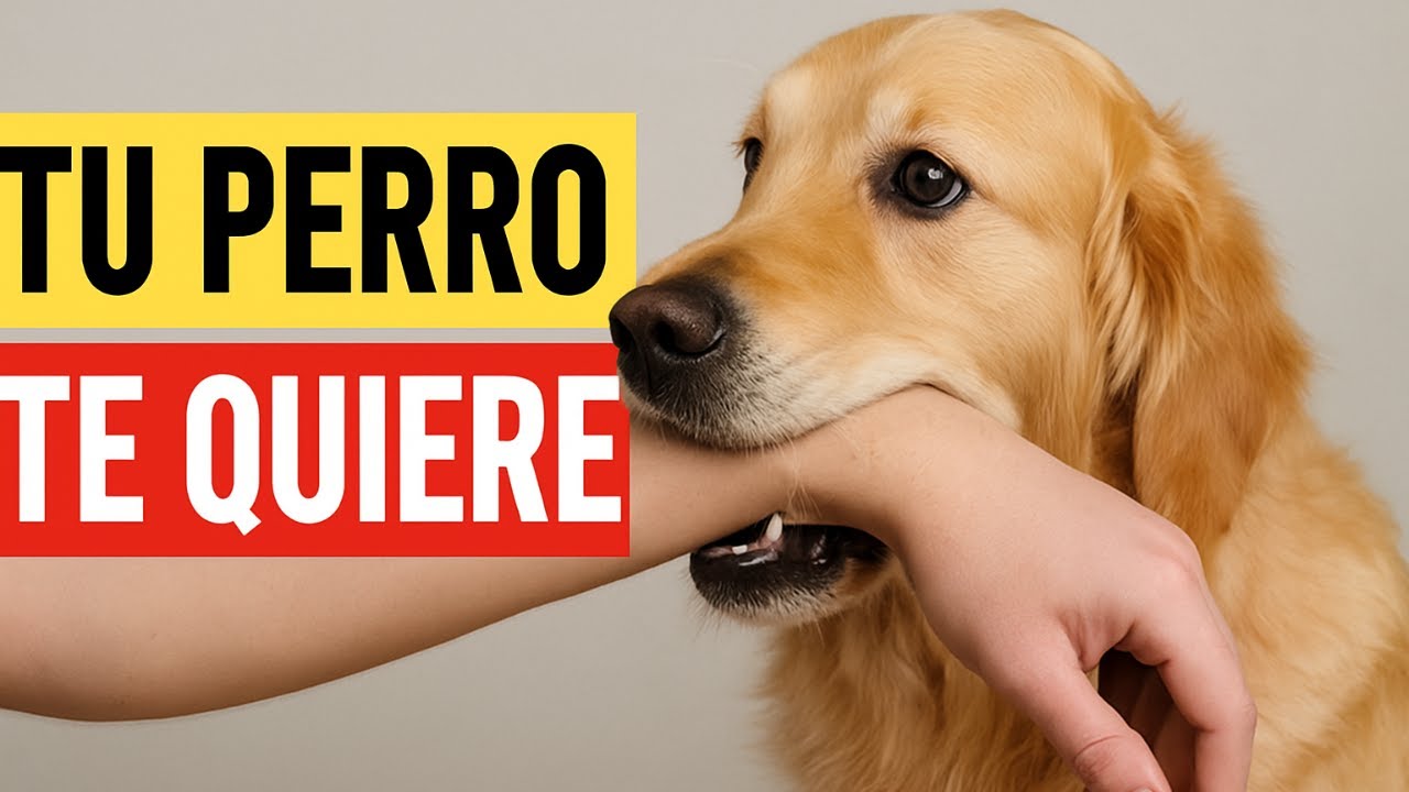 14 señales de que tu perro te considera su madre