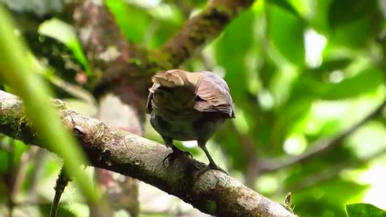 Endemic,  Chestnut-capped Piha,  Lipaugus weberi,  Anori, Central Andes, Bogota Birding