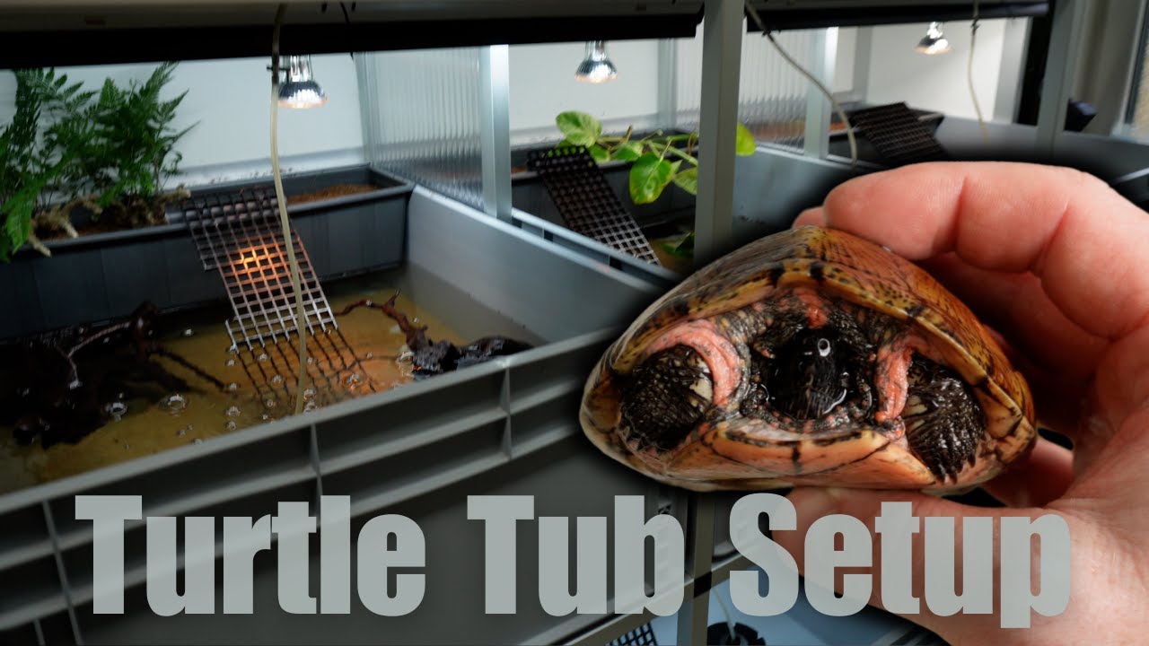 Build a simple Turtle Setup using Tubs