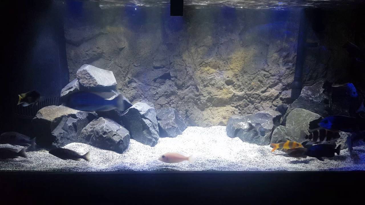 75gal mixed african peacocks and haps