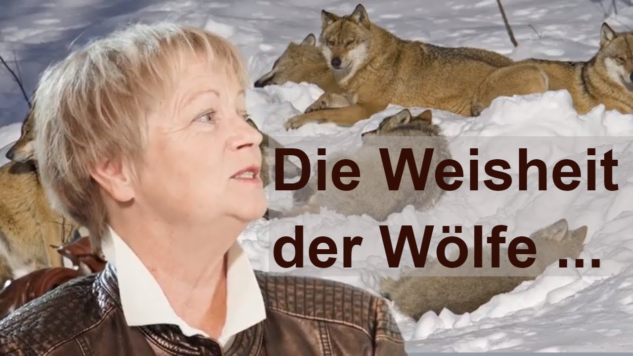 Die Weisheit der Wölfe und die Weisheit alter Hunde - Elli Radinger im Interview
