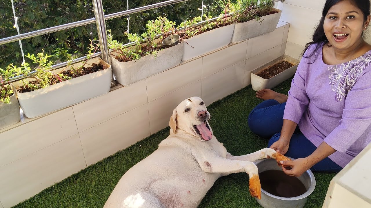 Our Dogs Henna Colour🤭 See What Next Happened 