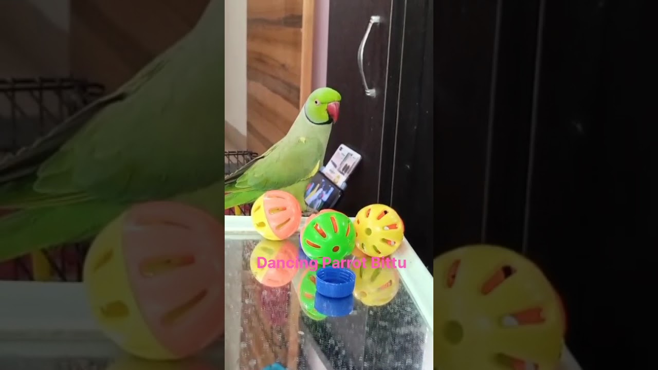 Hello-let's enjoy my fun ❤️🦜