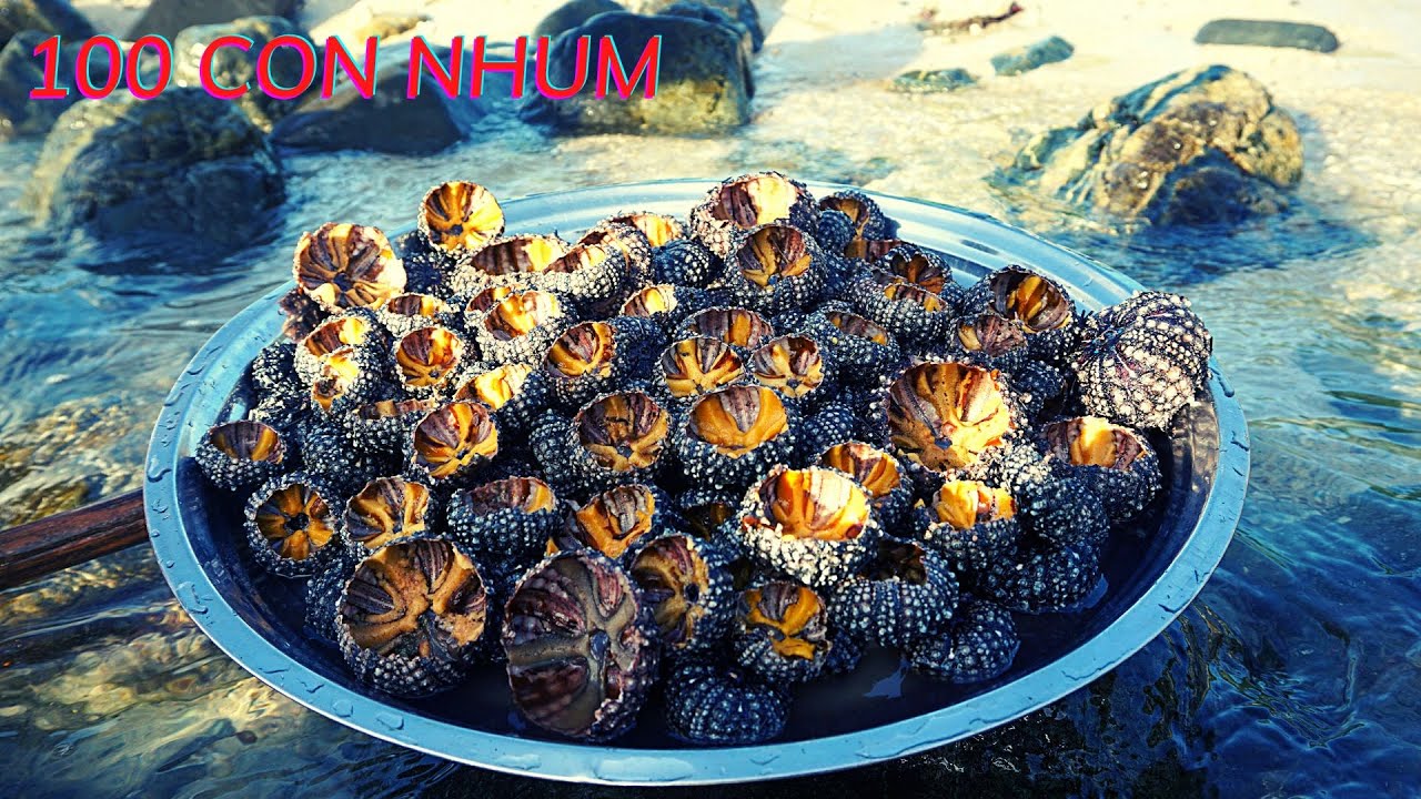 THỬ TH&Aacute;CH ĂN 100 CON NHUM BIỂN