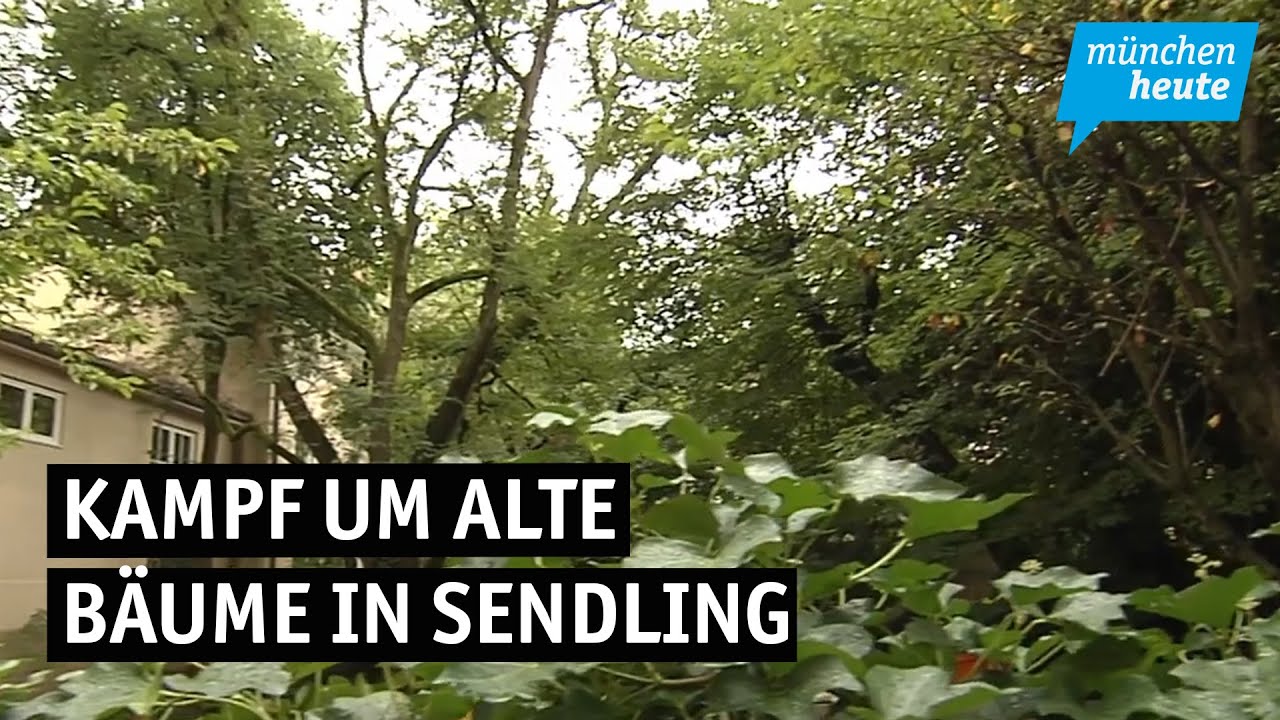 Kampf um alte B&auml;ume in Sendling: Anwohner gegen Bauprojekt