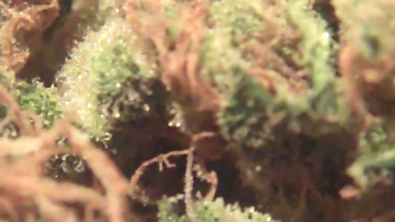 Chocolope Macro Shots and a little Lazy Music