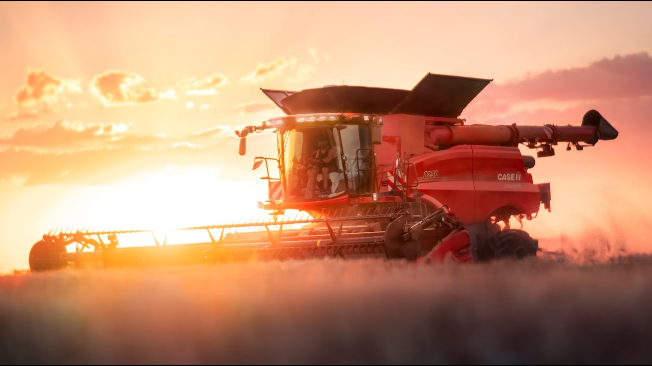 Case IH Axial Flow 8250 - Wheat harvesting