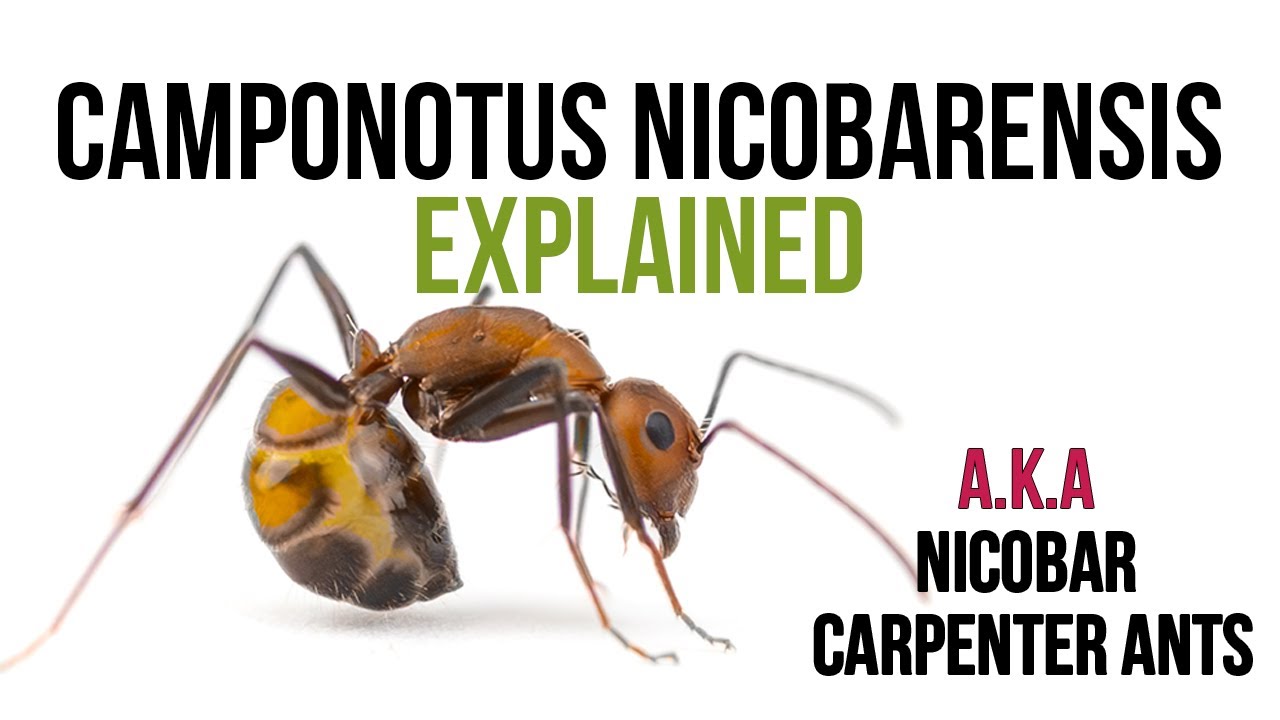 Everything you have to know about Camponotus nicobarensis ants!