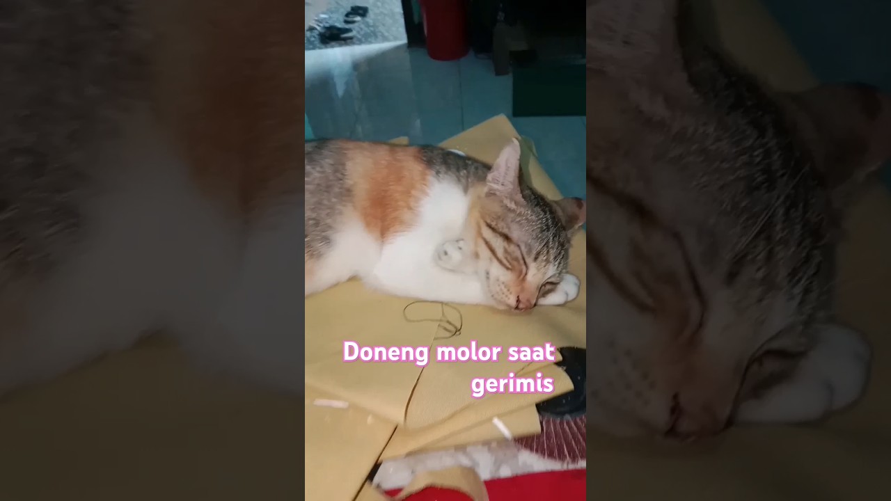 doneng molor saat gerimis 😴💤