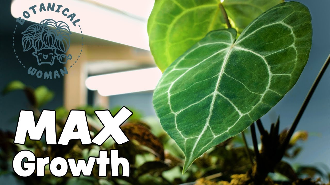 My Top 4 Houseplant Tips and Hacks to Maximize Growth