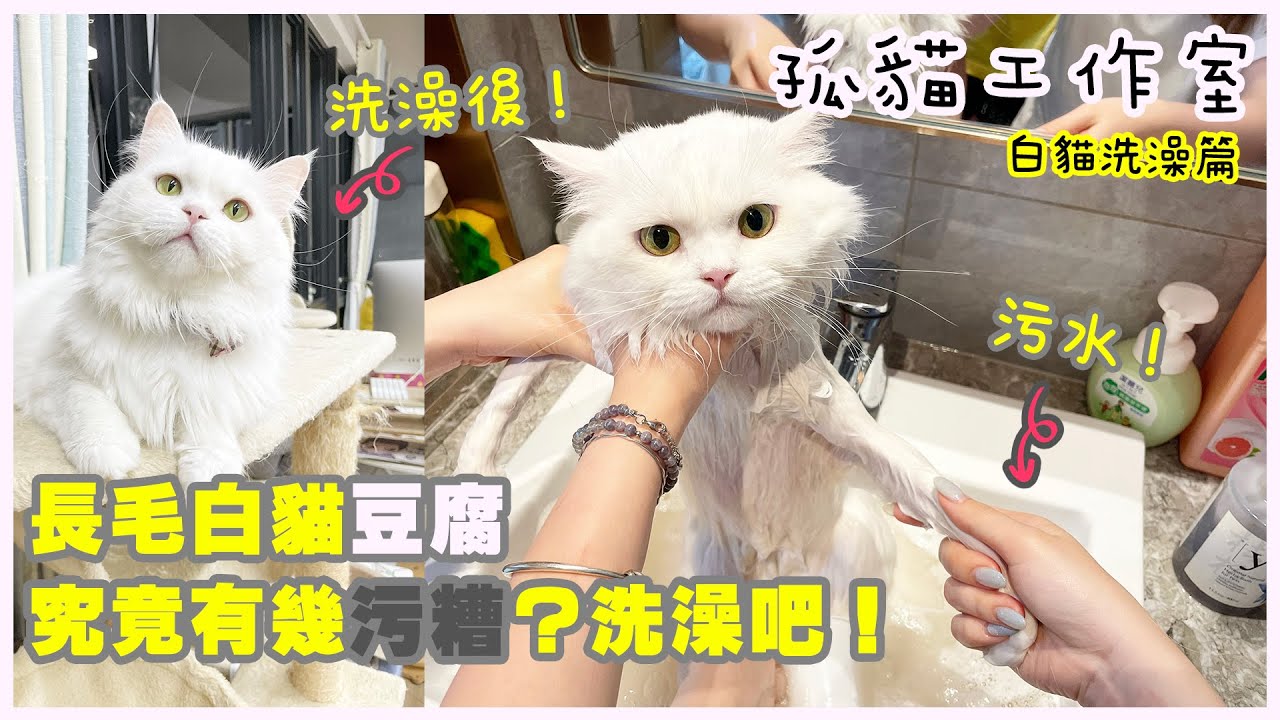 【孤貓工作室】之白貓洗澡篇－長毛白貓豆腐究竟有幾污糟？洗澡吧！