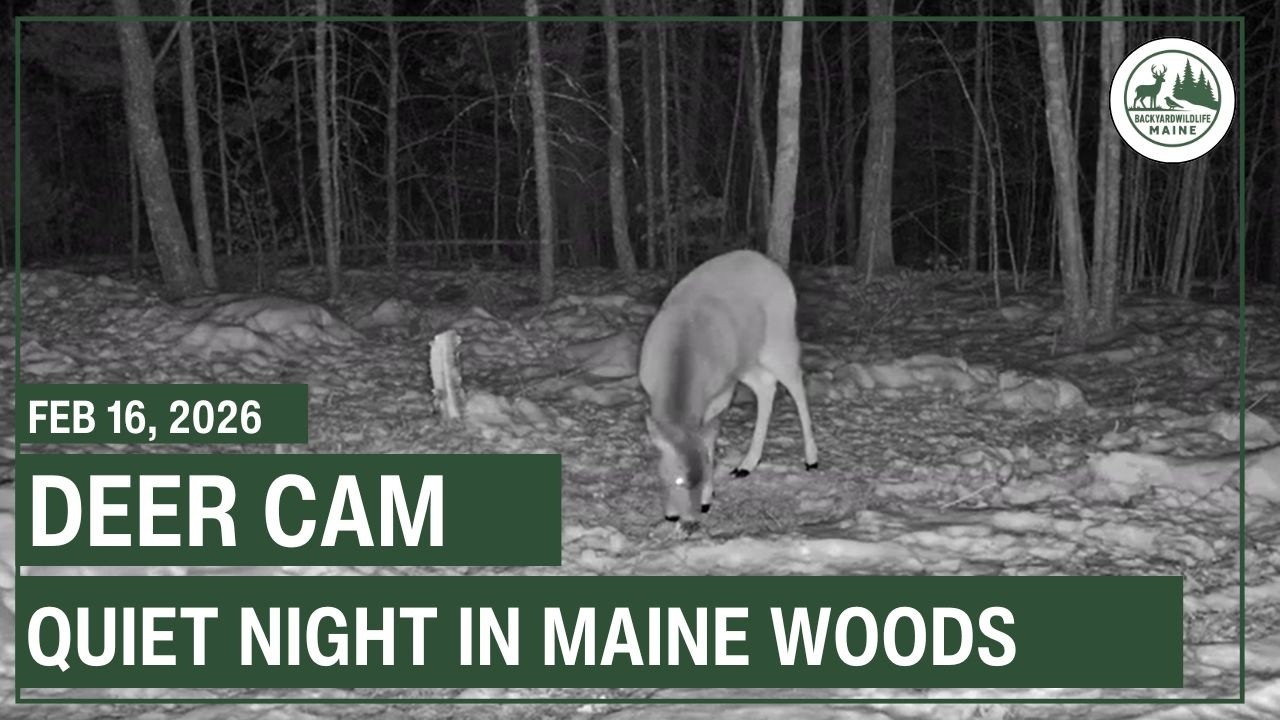 LIVE - Deer Cam | Backyard Wildlife Maine
