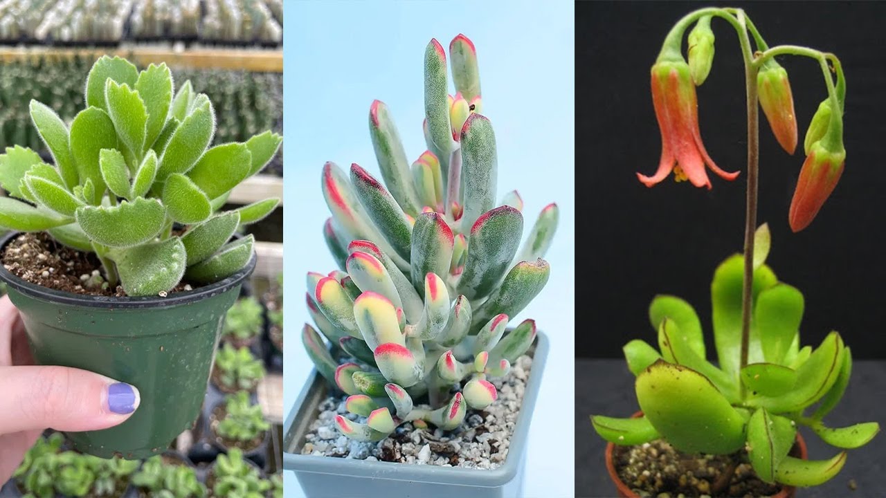13 Tipos del g&eacute;nero Cotyledon muy muy especial !