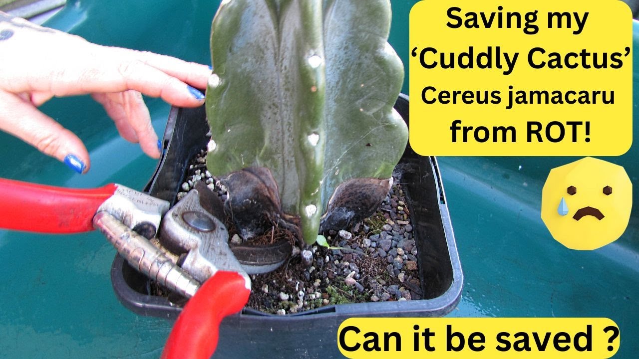 Спасаю мой милый кактус 'Cereus jamacaru от гниения! - Можно ли его спасти? #кактусы #кактус