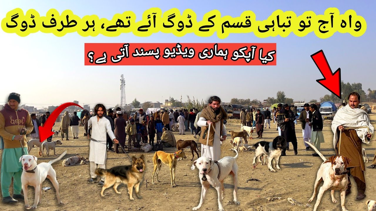 Kohat Mandi Ke Latest Update اور ZABARDAST Dog ویڈیو || Har طرف Dog ہی Dog ||