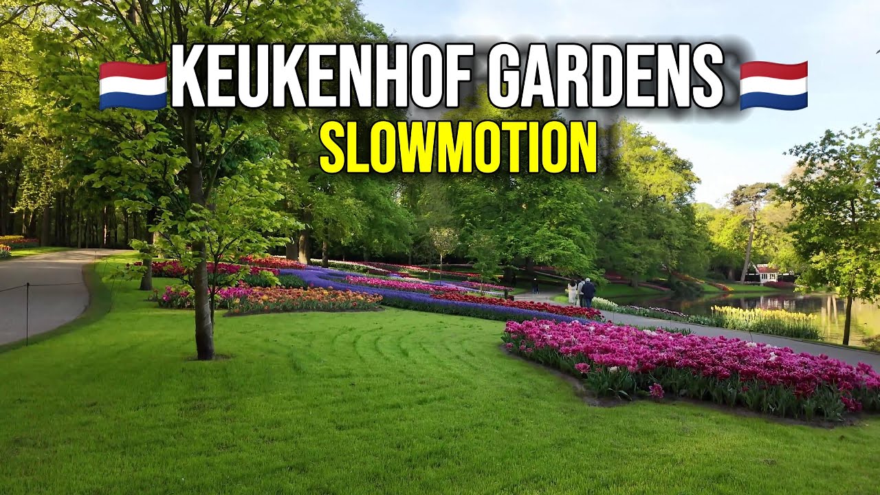 Keukenhof Slow Motion 🌸 Relaxing Walk for Sleep & Meditation